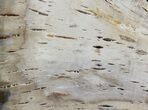 Petrified Wood Slab (Bald Cypress) - Saddle Mountain, WA #41964-1
